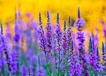 世嘉公布索尼克系列全新企划  