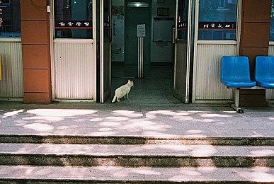 云顶之弈S8.5至高天阵容搭配，S8.5至高天薇古丝阵容装备攻略